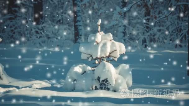 梦幻般的童话般的景色圣诞树视频