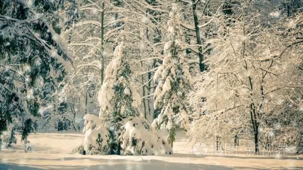 梦幻般的童话般的景色圣诞树视频