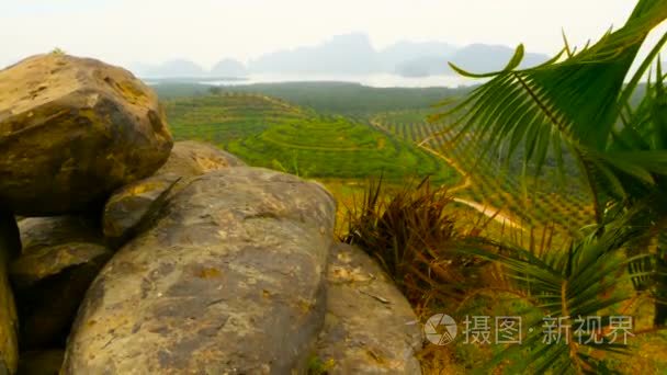 从上面看  油棕树的排种植园。热带景观