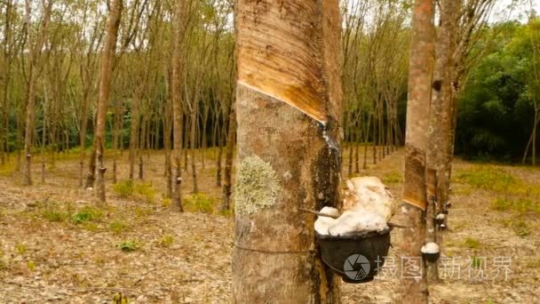 橡胶树提取天然胶乳的人工林视频
