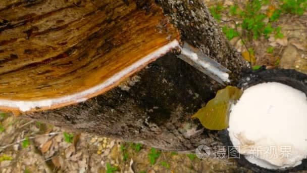 橡胶树提取天然胶乳的人工林视频