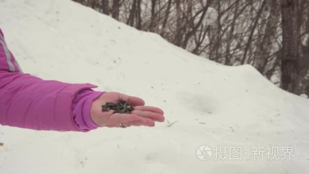 鸟在女性手吃种子