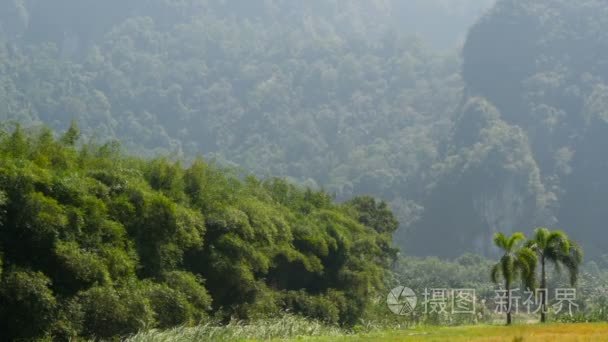 竹树迎风背景岩溶山视频