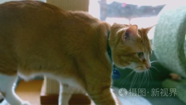 小猫步行通过戏剧区域视频