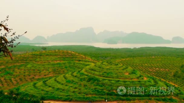 从上面看  油棕树的排种植园。热带景观