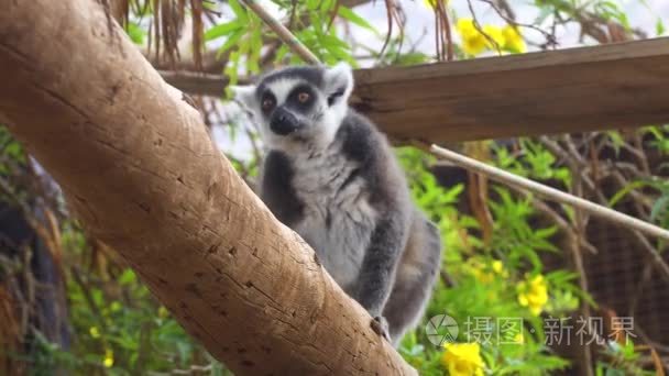 可爱的猴狐猴在动物园视频