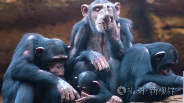 动物园里的黑猩猩视频