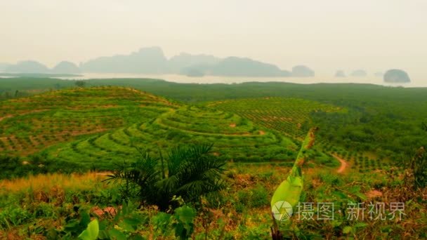 从上面看  油棕树的排种植园。热带景观