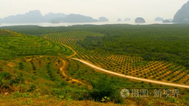 从上面看  油棕树的排种植园。热带景观