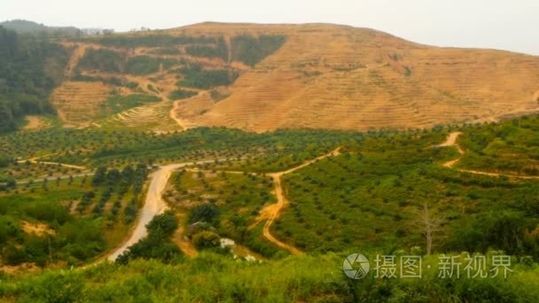 从上面看  油棕树的排种植园。热带景观