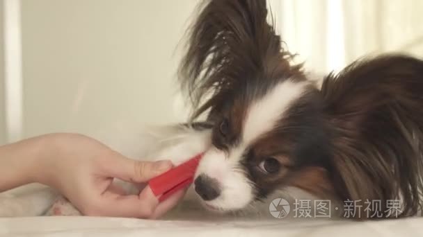 年轻的狗品种比大陆玩具猎犬刷牙齿与牙刷股票片段视频