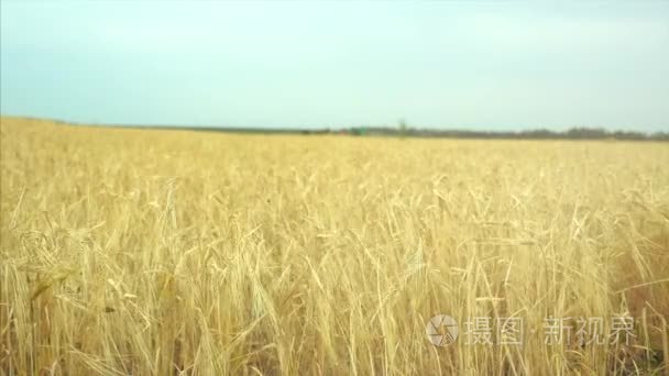 在黎明的麦田。风在不同的方向摆动的小穗。从左到右旋转的相机