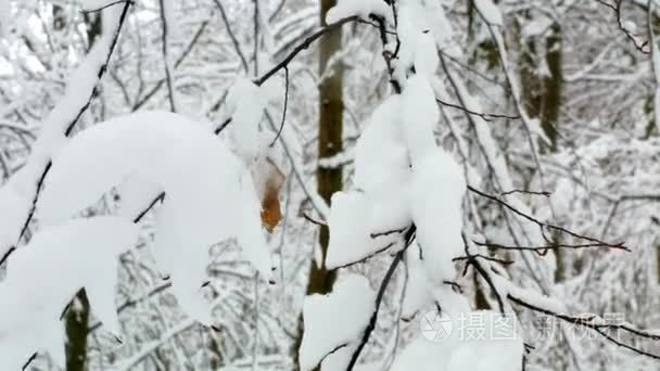 冬雪森林树木视频