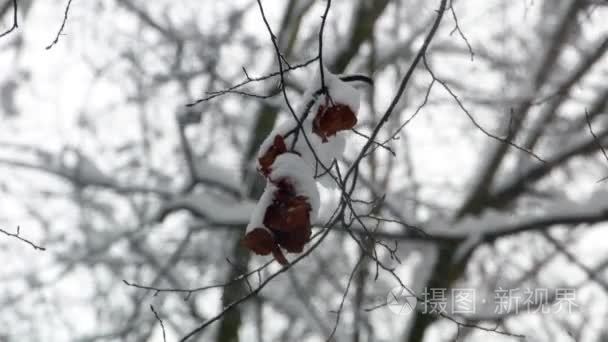 冬雪森林树木视频