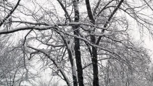 冬雪森林树木