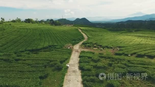 绿茶叶种植园的鸟瞰图视频