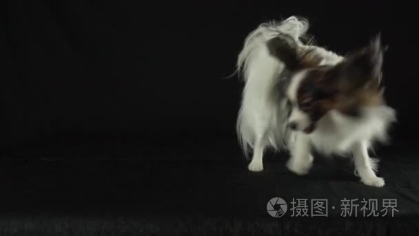 美丽的年轻男性狗大陆玩具猎犬比玩的手在黑色背景慢动作股票录像视频