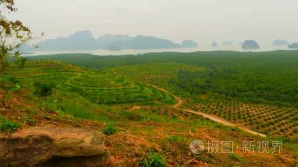 从上面看  油棕树的排种植园。热带景观