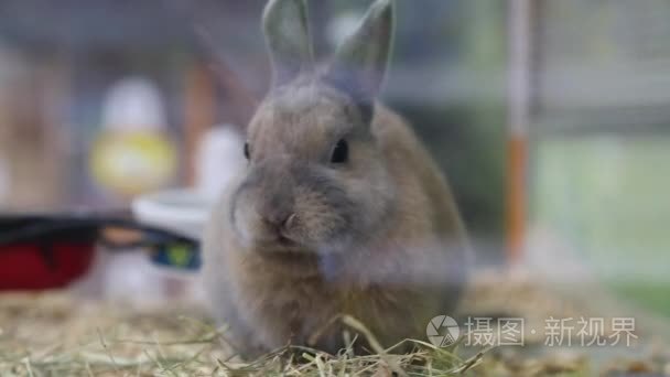 肖像可爱的兔子吃干草视频