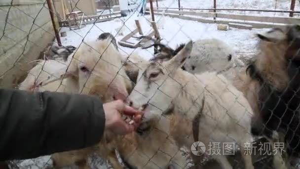 山羊农场冬雪喂养饥饿的动物视频