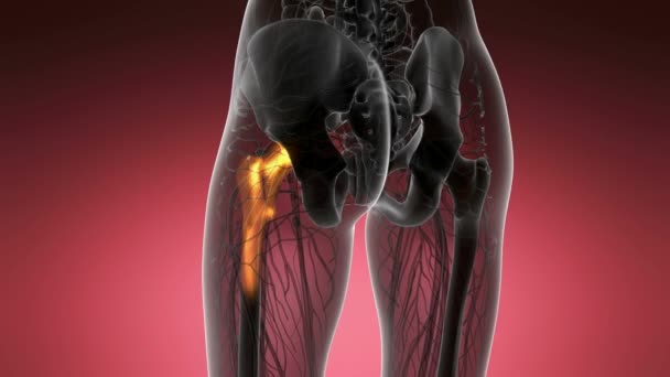 髋骨解剖学医学扫描短视频