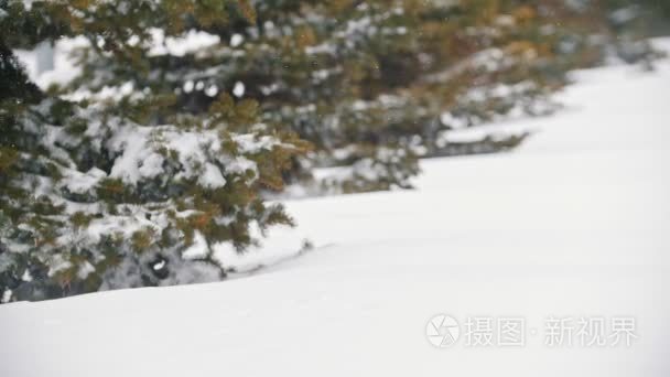 大毛茸茸的猫掉进了雪堆  在雪地里爬行。