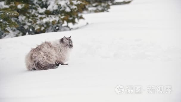 大毛茸茸的猫走在雪附近的树视频