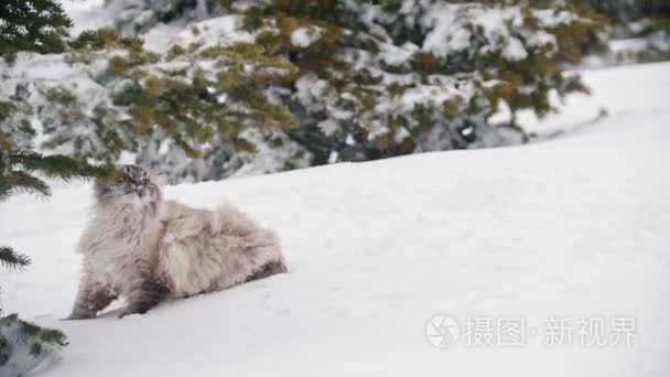 大毛茸茸的猫散步和叫声在雪附近的树木