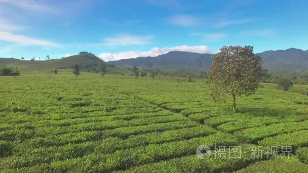 绿茶叶种植园的鸟瞰图视频