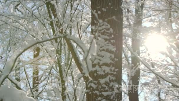 早晨霜冻冬天森林蜷缩巫婆厚实的雪层数