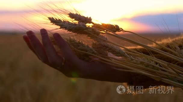 在夕阳下的女孩手中的麦子小穗视频