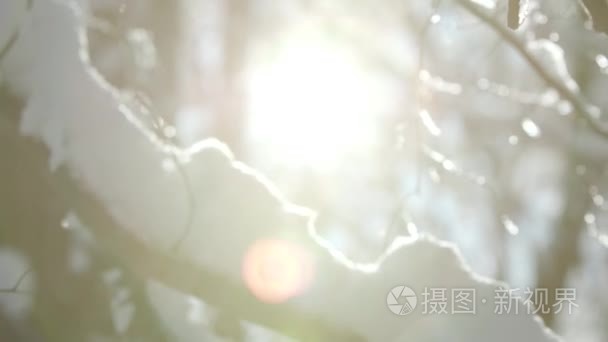 冬天森林蜷缩的巫婆厚实的雪层视频