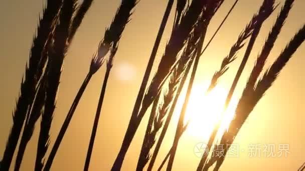 太阳束在日落时的一排小麦小穗视频