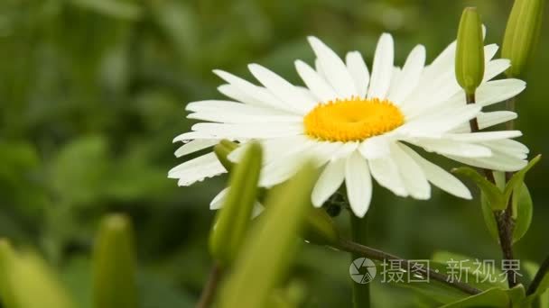 雨后芽湿甘菊视频