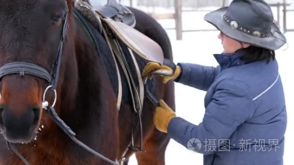 骑手驾驭和紧固 saddne 在一个棕色的马在一个开放的围场在冬季  准备比赛