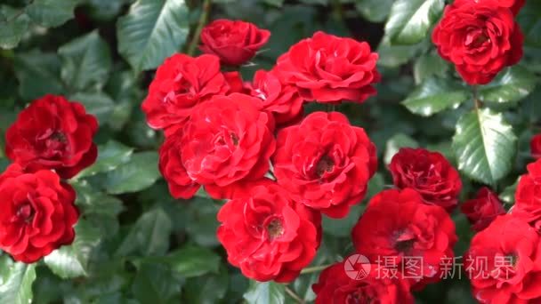 春天公园花坛上的红玫瑰视频
