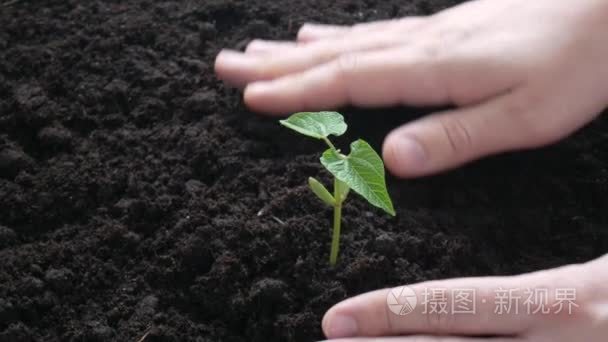 用手浇灌土壤生长的植物视频