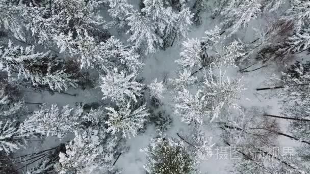 在寒冷的冬天直接飞越大森林视频
