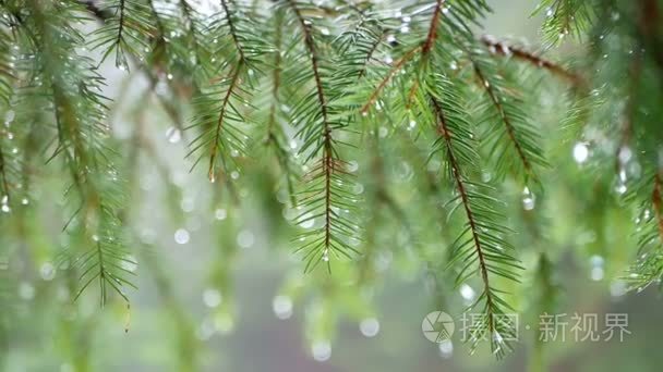 雨森林下落分支视频