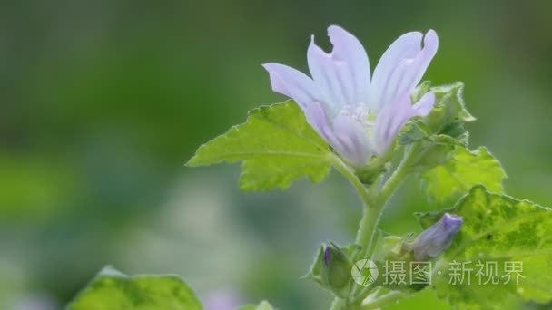 Lavatera cretica (葵花 linnaei) 是 aspecies 家族锦葵的开花植物  俗称康沃尔锦葵和克里特蜀