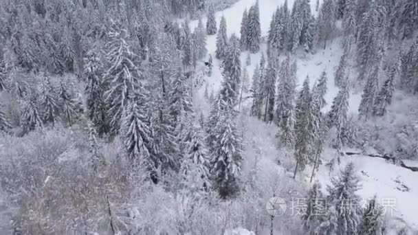 飞行在白雪皑皑的山针叶林。晴朗的严寒天气