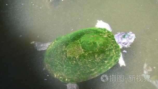 小海龟在水族馆游泳视频