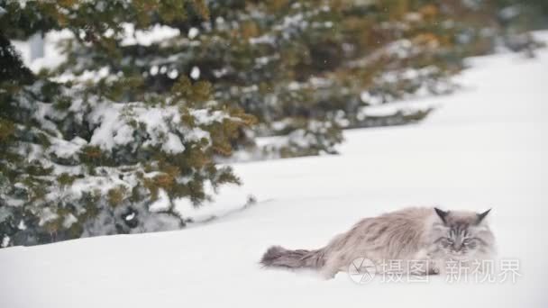 大毛茸茸的猫跳进雪堆  在雪地里爬行。