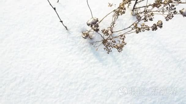 白雪背景下的干燥植物视频