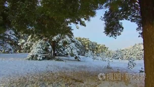 美丽的冬天风景与雪被盖的树。冬季大雪替身。圣诞树户外美景自然景观