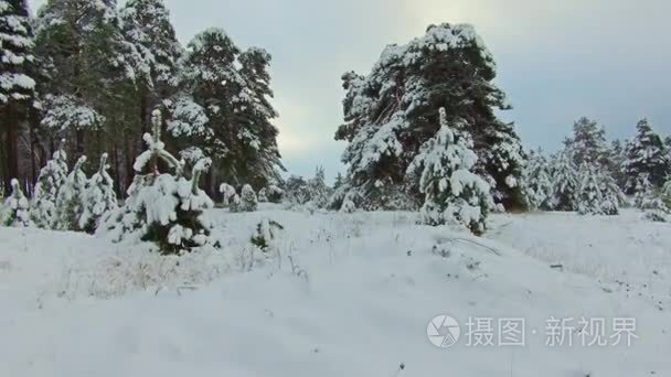 森林公园里下雪了。冰雪覆盖的公园的冬季景观。大雪