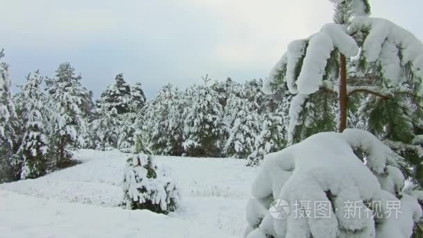 森林公园里下雪了。冰雪覆盖的公园的冬季景观。大雪