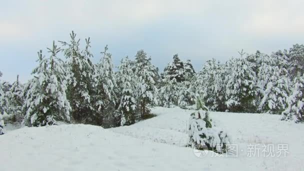 森林公园里下雪了。冰雪覆盖的公园的冬季景观。大雪