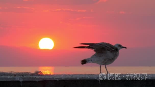 日落时分寂寞的海鸥靠近海边视频