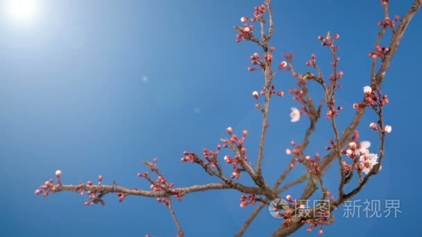 春天樱花粉红色的花盛开枝头视频